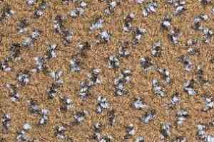 Ковролин Balsan Impression Roll 769 фото  | FLOORDEALER